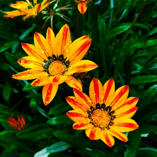 L. Sanhueza